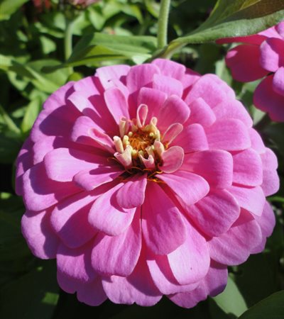Zinnia Magellan Pink